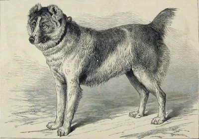 Afghan mastiff