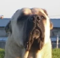 Aksaray Malaklisi dog