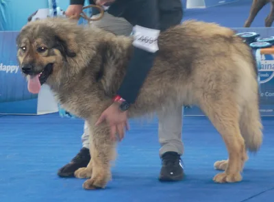Albanian Mountain Dog