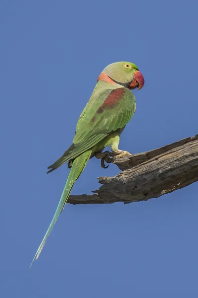 Alexandrine parakeet