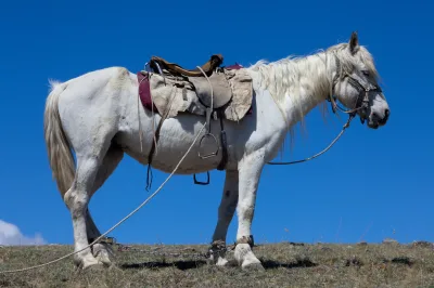 Altai horse