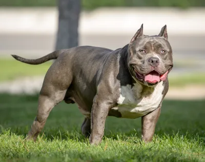 American Bully