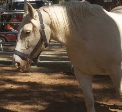 American Cream Draft