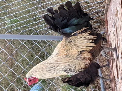 American Long Crower