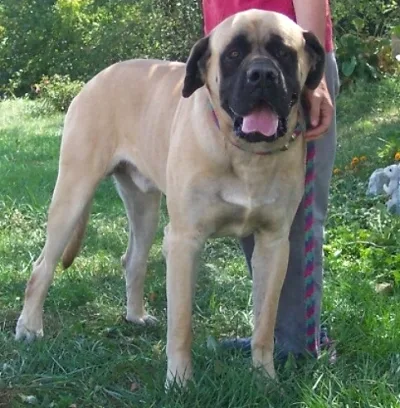 American Mastiff