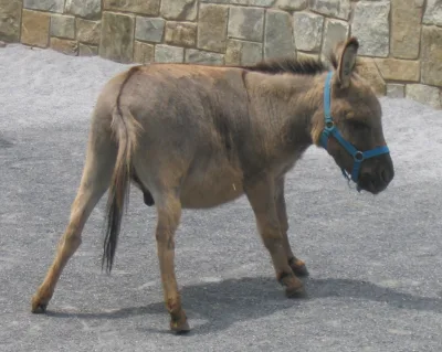 American miniature donkey