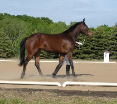 American Warmblood