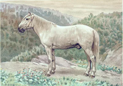 Amurski horse