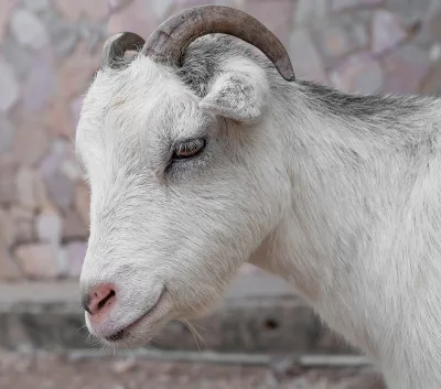 Anatolian Black Goat