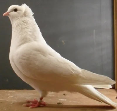 Anatolian Ringbeater