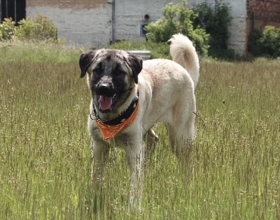 Anatolian Shepherd