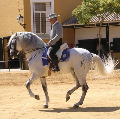 Andalusian horse