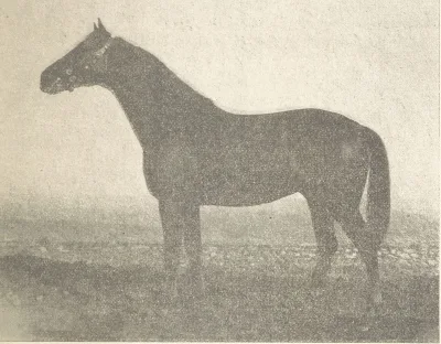 Anglo-barb horse