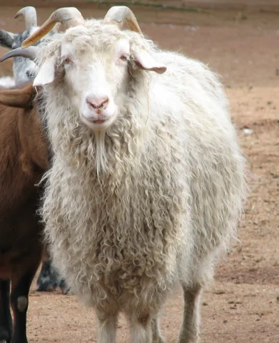 Angora goat