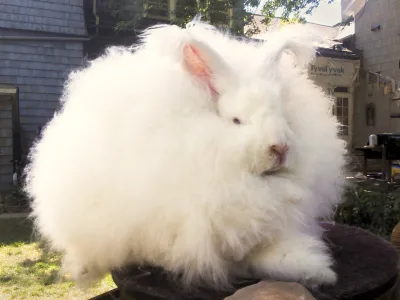Angora rabbit