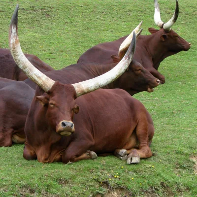 Ankole-Watusi