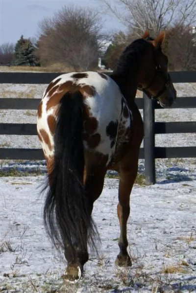 Appaloosa Sport Horse
