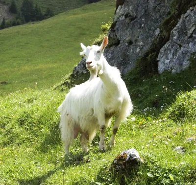 Appenzell Goat
