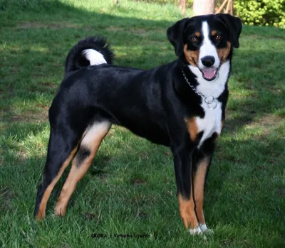 Appenzeller Sennenhund