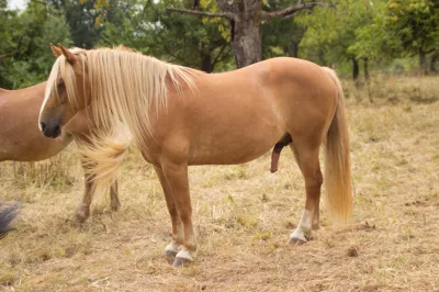 Araber-Haflinger