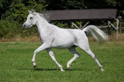 Arabian horse
