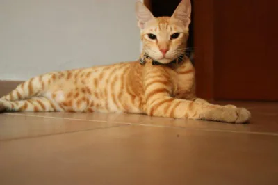 Arabian Mau
