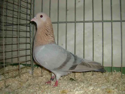 Arabian Trumpeter
