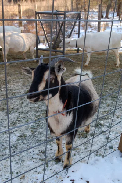 Arapawa Goat