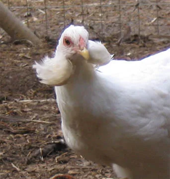 Araucana