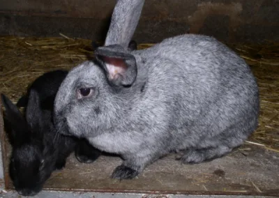 Argente rabbit