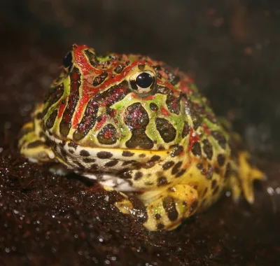 Argentine horned frog