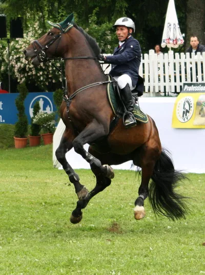 Argentinian Warmblood