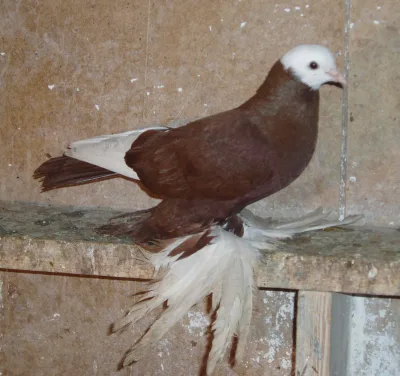 Armavir Muffed White-Headed