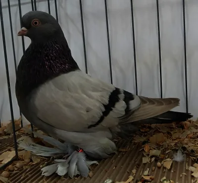 Armenian Tumbler