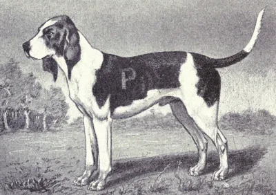 Artois Hound
