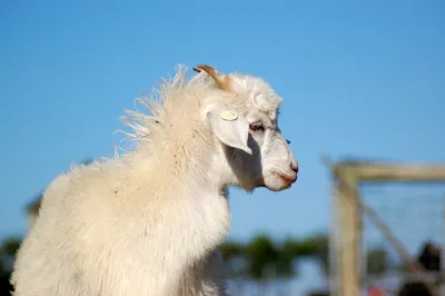 Australian Cashmere Goat