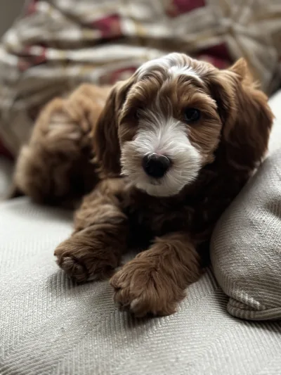 Australian Cobberdog