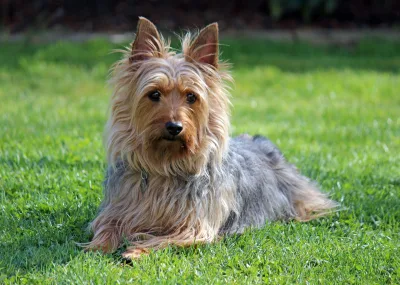 Australian Silky Terrier