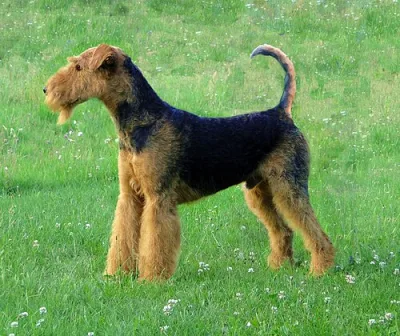 Australian Staghound