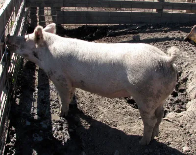 Australian Yorkshire