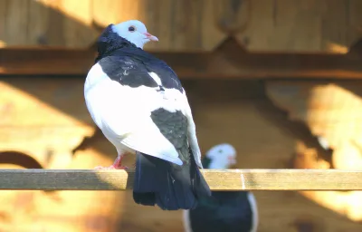 Austrian Magpie Cropper