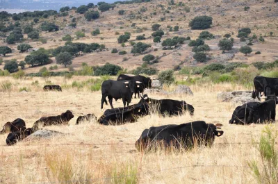 Avileña-Negra ibérica cattle
