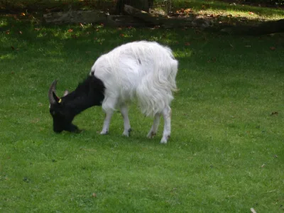 Bagot goat