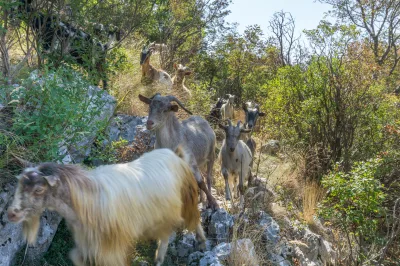 Balkan goat