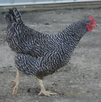 Barred Plymouth Rock