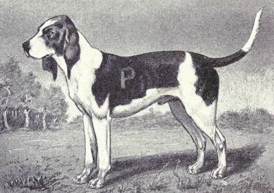 basset d'Artois