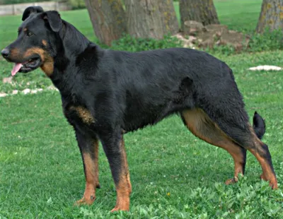Beauceron