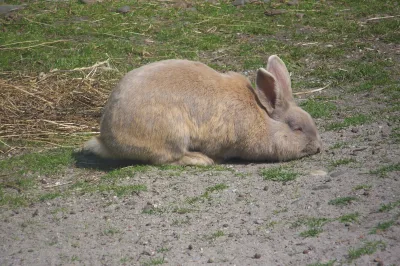 Beige rabbit