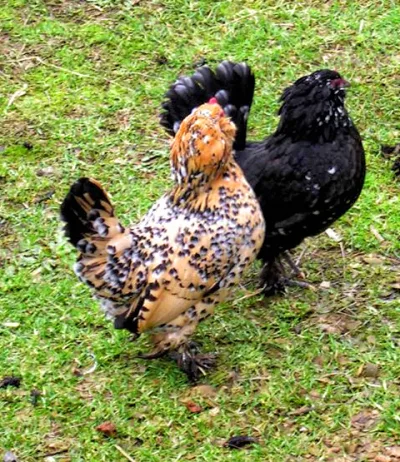 Belgian Bantam