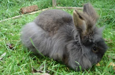 Belgian Beard rabbit